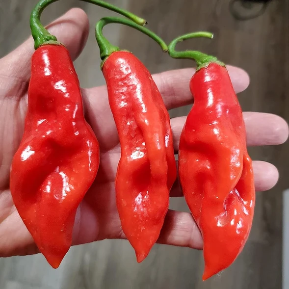 Trinidad Seasoning Biber Tohumu (15 Tohum) ürün görseli 1
