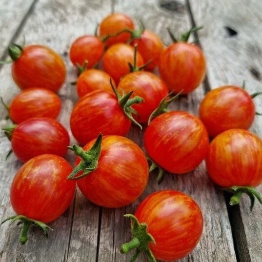Süpernova Cherry Domates Tohumu(15 tohum) ürün görseli 1