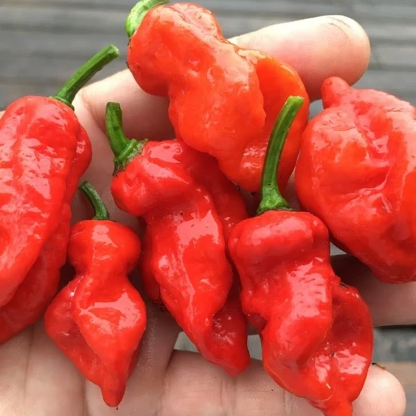 Nadir Ata Tohum Acı Primo x İd Biber Tohumu (10 tohum) ürün görseli 1