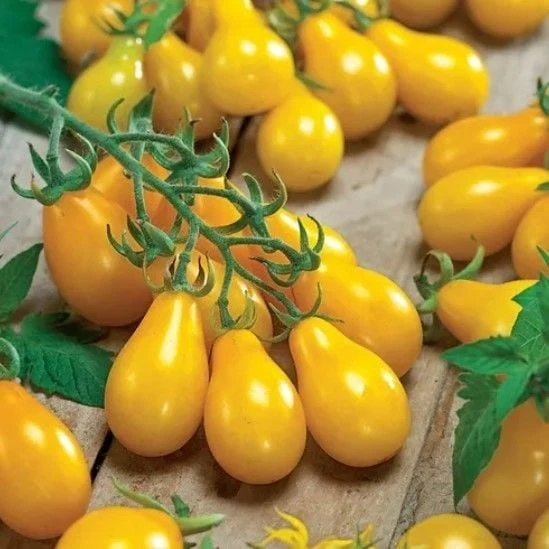 Sarı Ampul Domatesi Yellow Pear Domates Tohumu (15 tohum) ürün görseli 1