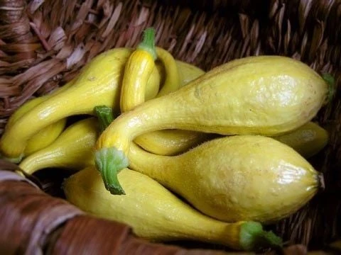 Crookneck Erkenci Yazlık Kabak Tohumu (10 tohum) ürün görseli 1
