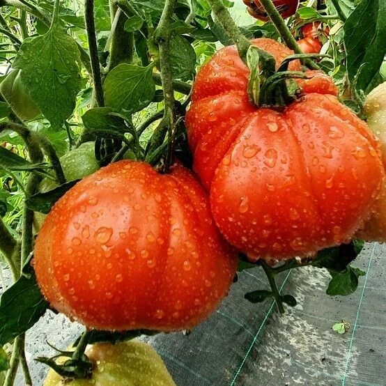 Rote Pear Etli Armut Domates Tohumu (15 tohum) ürün görseli 1