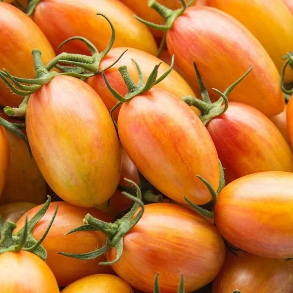Blush Cherry Domates Tohumu (15 tohum) ürün görseli 1