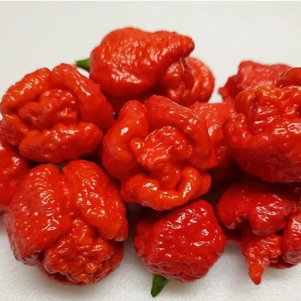 Trinidad Moruga Scorpion Akrep Biber Tohumu Dünyanın En Acı 2. Biberi Tohumu (4 tohum) ürün görseli 1
