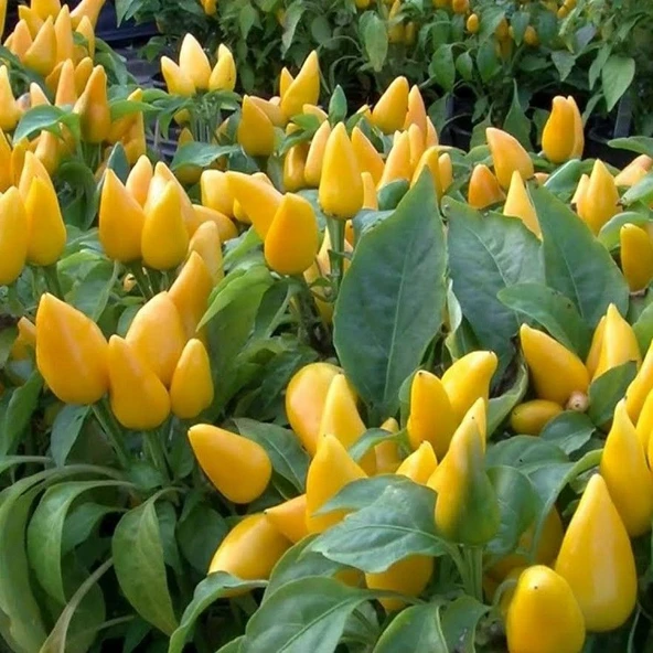 Ata Tohum Geleneksel Angels Yellow Turşuluk Sarı Acı Biber Tohumu (10 Tohum) ürün görseli 1