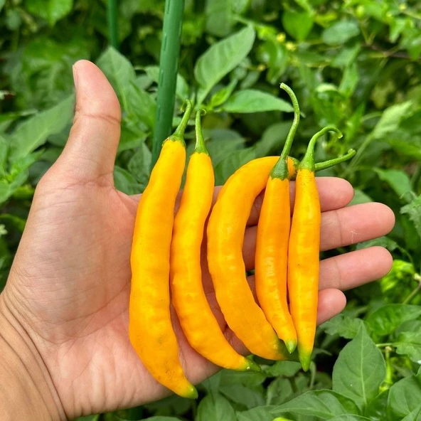 Nadir Ata Tohum Çok Acı Aji Guyana Chili Biber Tohumu (10 tohum) ürün görseli 1