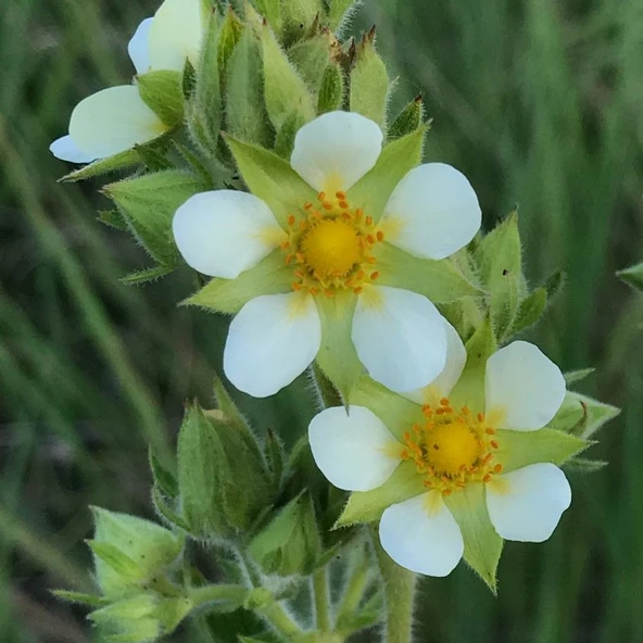 Ata Tohumları Geleneksel Potentilla Arguta Çiçeği Tohumu(20 Tohum) ürün görseli 1