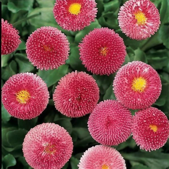 Bellis Perennis Enorma Rose Ball Ponpon İngiliz Çayır Papatyası Çiçeği Tohumu(100 tohum) ürün görseli 1