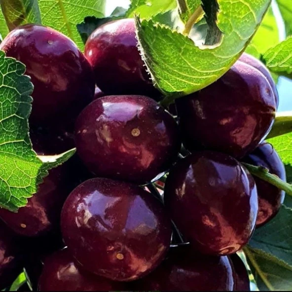 Tüplü Kendine Verimli Yüksek Verimli Zaiges Big Erkenci Kendine Verimli Kiraz Fidanı ürün görseli 1