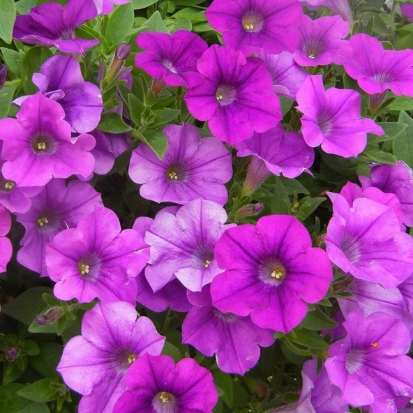 Ata Tohumları Gelneksel Mor Saksılık Purple Petunya Çiçeği Tohumu(100 tohum) ürün görseli 1