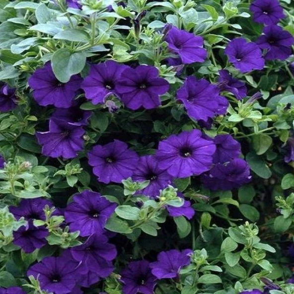 Ata Tohumları Gelneksel Eflatun Alderman Violet Bodur Petunya Çiçeği Tohumu (100 tohum) ürün görseli 1