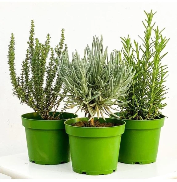 Tıbbi Aromatik Bitki Seti Kekik Nane Itır Fidanı 3 Lü Set 10-20 Cm ürün görseli 1