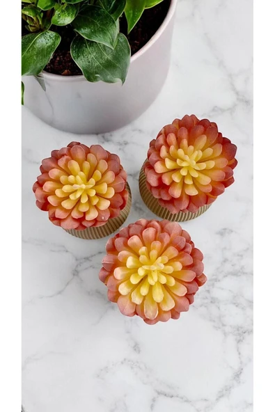 DDTREND Yapay Kaktüs Sempervivum Tomentosum Sukulent 3'Lü Bej Saksılı Pembe Renk 11 cm. ürün görseli 1