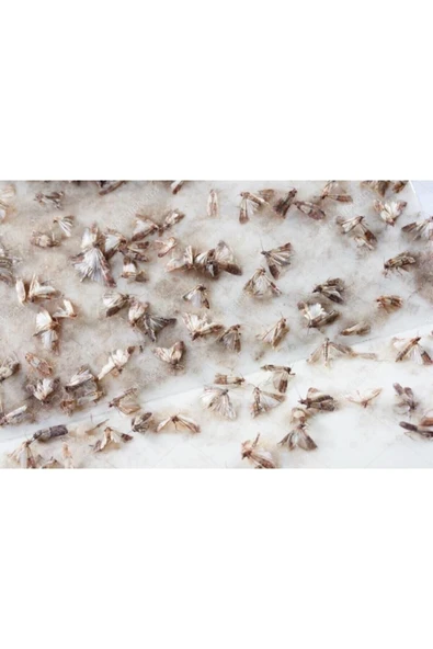 DDPEST Güve Kelebeği Tuzağı Feromonu Ve 3 Adet Yapışkan Plaka Zehirsiz Kesin Çözüm ürün görseli 1