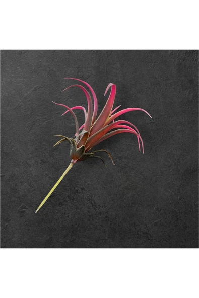 DDTREND Yapay Çiçek Slikon Kaktüs Sukulent Tekli Model No:6 SOFT PEMBE ürün görseli 1