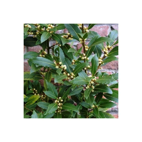 Defne Fidanı 10-20 cm Laurus Nobilis ürün görseli 1
