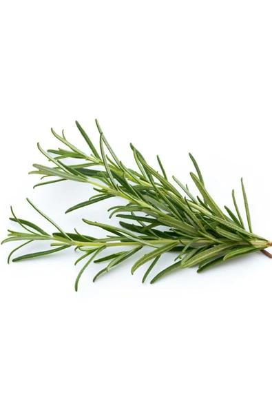 Balen Biberiye Yağı 20 ml - Resim 3