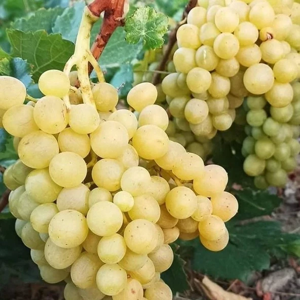 Tüplü Soğuklara Dayanıklı Yemesi Mükemmel Elazığ Şilfoni Üzümü Fidanı ürün görseli 1
