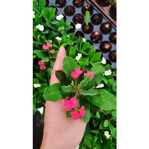 Kaktüs Euphorbia Milli Dikenler Tacı Fidesi Fidanı 10-20 cm ürün görseli 1