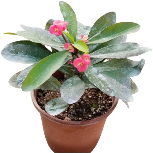 Kırmızı Euphorbia Milli Dikenler Tacı, Saksıda 10-20 cm ürün görseli 1