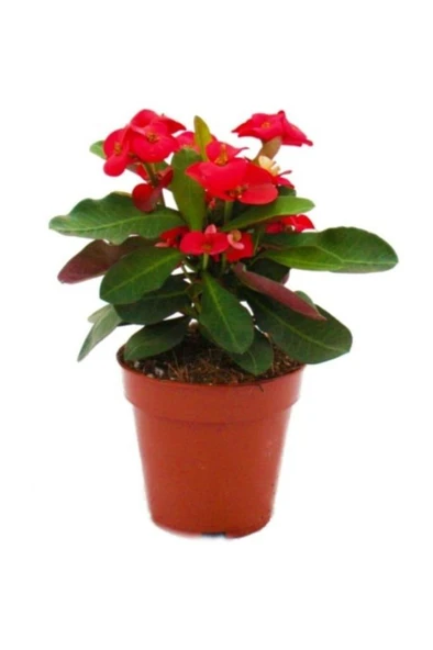Kırmızı Japon Iğnesi Dikenler Tacı Euphorbia Milii Fidanı 10-20 cm ürün görseli 1