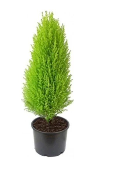 Limon Çamı Limoni Servi Fidanı 1 Yaşında 30-35 cm ürün görseli 1