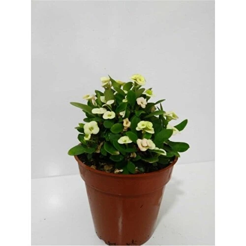 Beyaz Dikenler Tacı Euphorbia Milii 10-20 cm ürün görseli 1