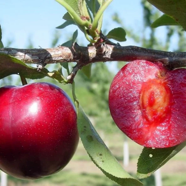 4 Yaş, Aşılı SHOW TİME Erik Fidanı, Torbada ürün görseli 1