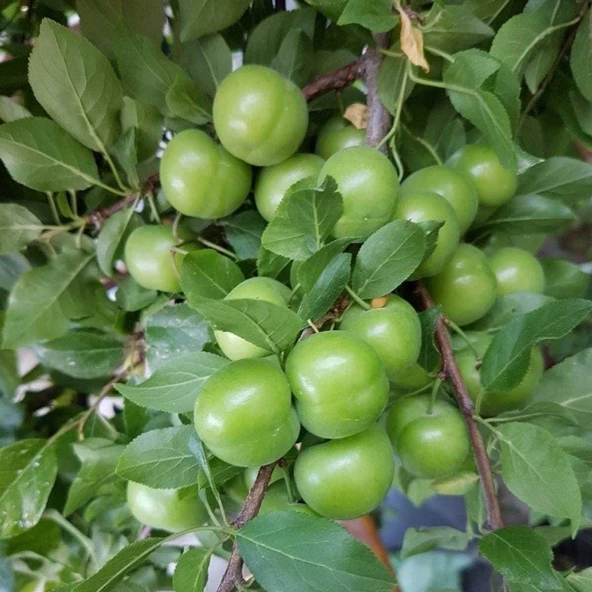 4 Yaş, Aşılı Yeşil CAN Erik Fidanı, Torbada ürün görseli 1