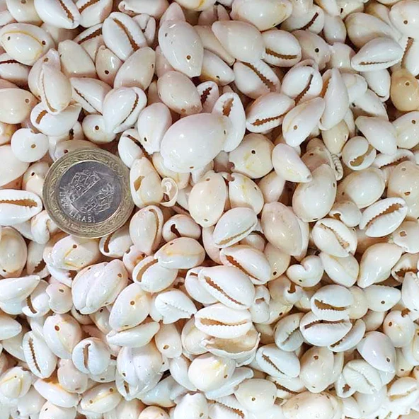 Cyprea Annulus Delikli Kavrulmuş Deniz Kabuğu 100 GR ürün görseli 1