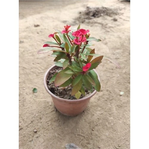 Kırmızı Dikenler Tacı Çiçeği Fidanı 10-20 cm ürün görseli 1