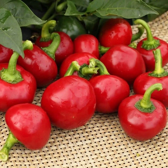 Geleneksel Acı Hot Cherry Tatlı Kiraz Biber Tohumu (50 tohum) ürün görseli 1