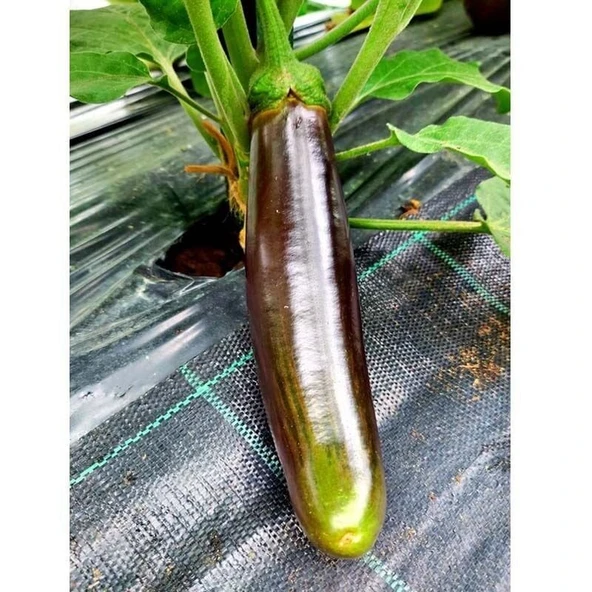 Bangladeshi Long Etli Patlıcan Tohumu (15 tohum) ürün görseli 1