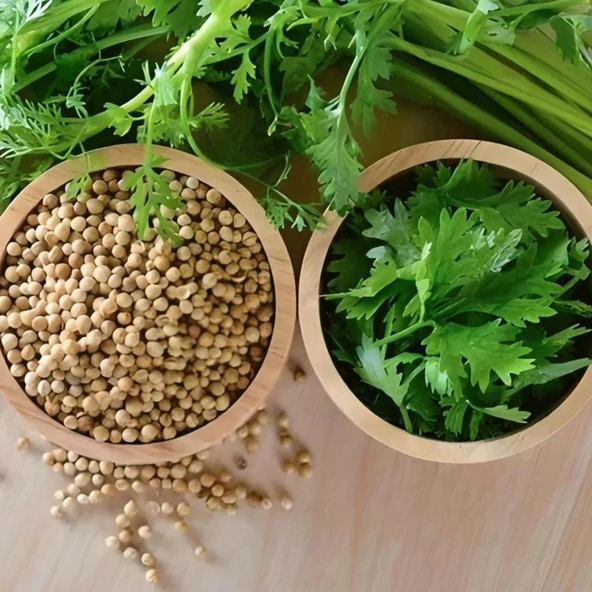 Doğal Geniş Yaprak Doğal Aşotu Kişniş Tohumu  50 tohum ürün görseli 1