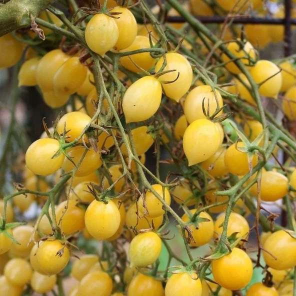 Barry's Crazy Cherry Sarı Çeri Domates Tohumu (15 tohum) ürün görseli 1