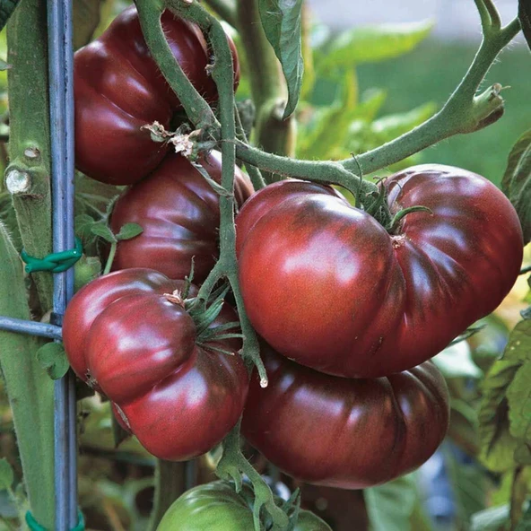 İri Etli Black Krim Domates Tohumu (15 tohum) ürün görseli 1