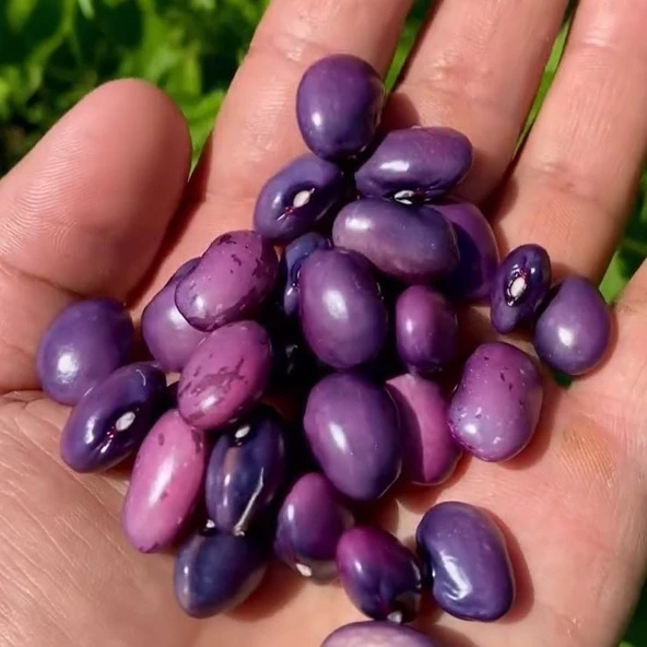 Geleneksel Purple Sırık Fasulye Tohumu (10 tohum) ürün görseli 1