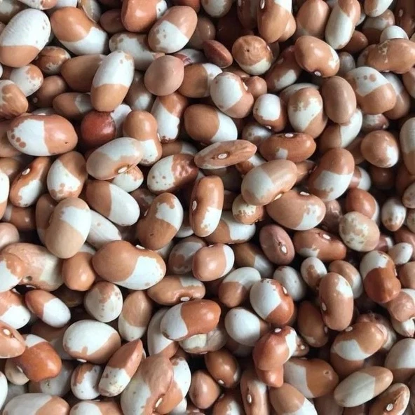 Geleneksel Doğal Keklik Sırık Fasulye Tohumu (10 tohum) ürün görseli 1