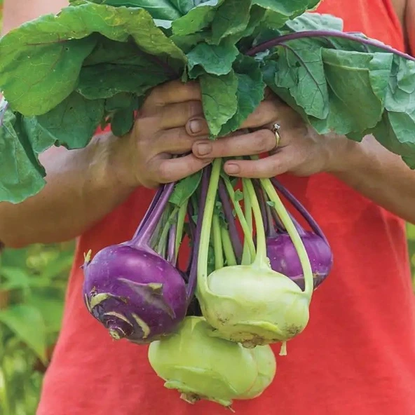 Doğal Geleneksel Mixed Kohlrabi (Alabaş) Tohumu (15 Tohum) ürün görseli 1