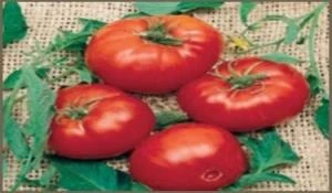 Doğal Brandywine Red Domates Tohumu(20 Tohum) ürün görseli 1