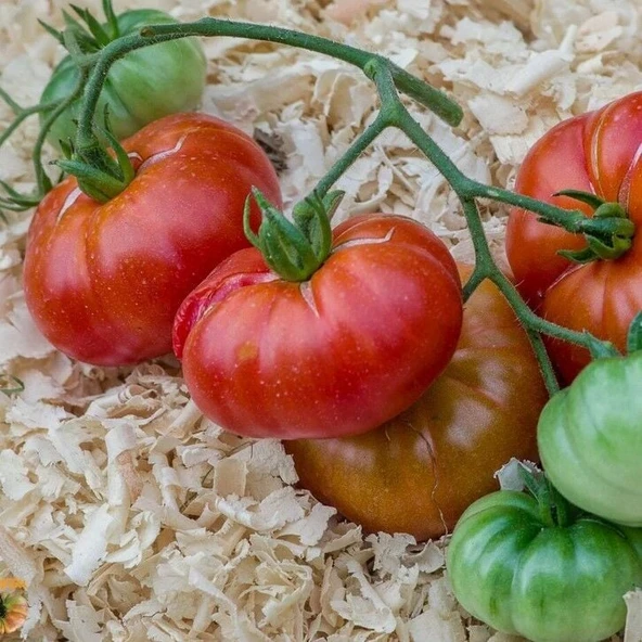 Etli Red Calabash Domates Tohumu (15 tohum) ürün görseli 1