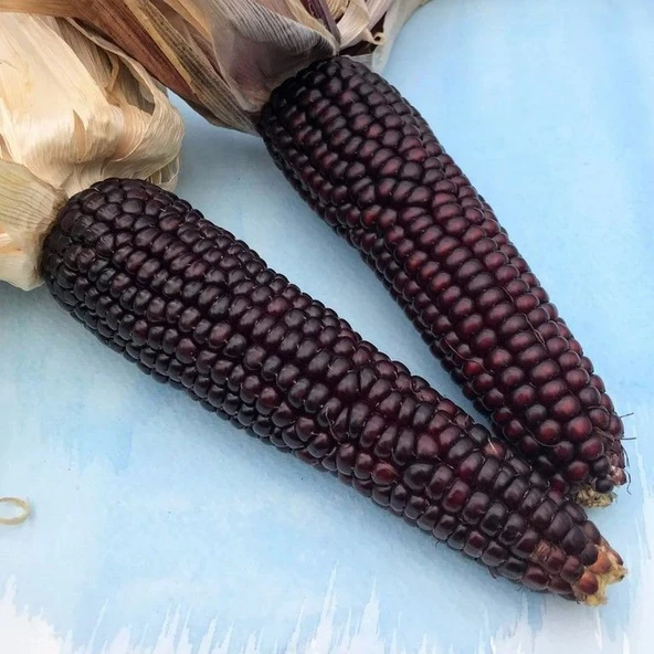 Doğal Geleneksel Japonica Striped Mısır Tohumu(10 tohum) ürün görseli 1