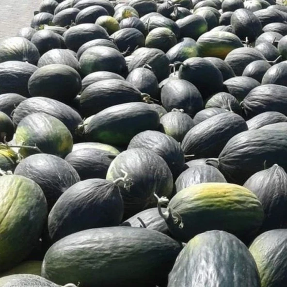 Doğal Geleneksel Karabey Siyah Kışlık Kavun Tohumu (20 tohum) ürün görseli 1