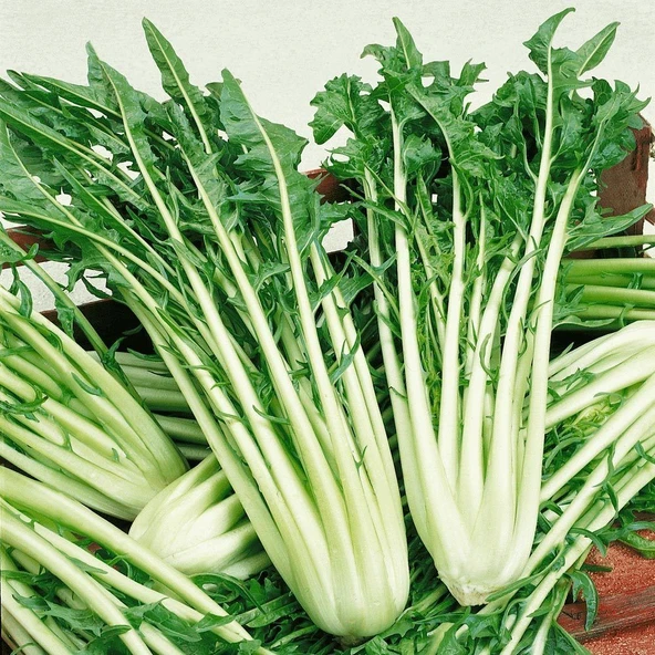 İtalyan Mutfağına Özgü Geleneksel Catalogna Emerald Endive Tohumu (50 tohum) ürün görseli 1