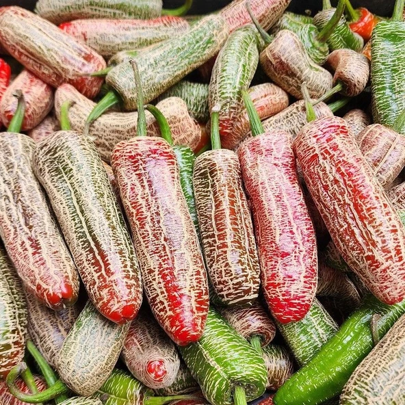 Nadir Doğal Jalapeno Farmers Biber Tohumu (10 tohum) ürün görseli 1