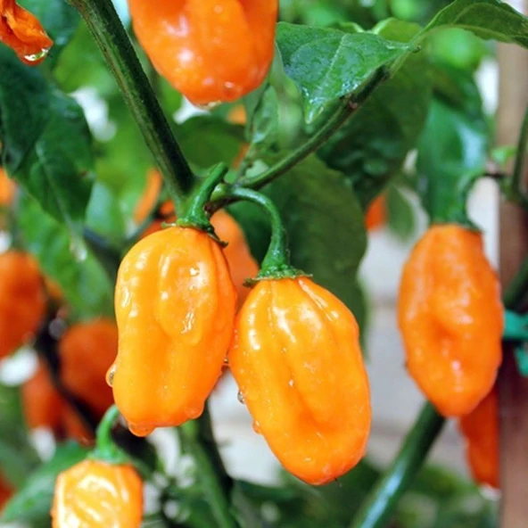 Doğal Geleneksel Carbonero Peach Çok Acı Biber Tohumu (10 Tohum) ürün görseli 1
