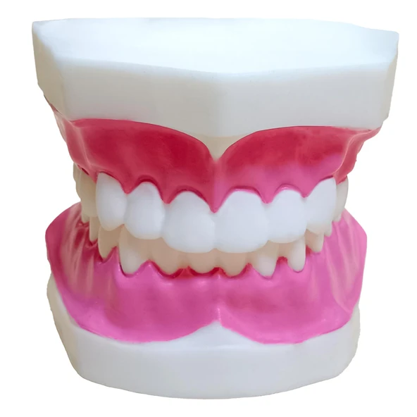 DİŞ MODELİ KÜÇÜK ürün görseli 1