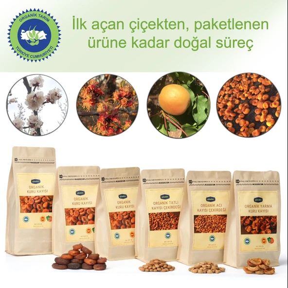 Gülaslan Organik Tatlı Kayısı Çekirdeği - Resim 4