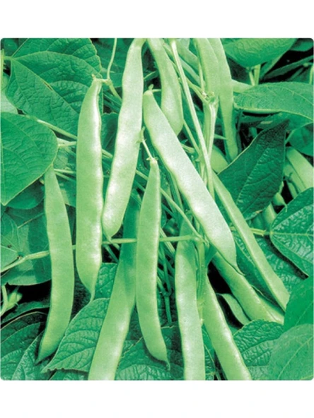 Çalı Fasulye Tohumu 50 Gr ürün görseli 1
