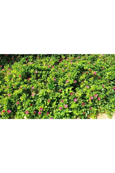 Buz Çiçeği Saksılı 3 Adet 10-20 cm  Aptenia Cordifolia ürün görseli 1